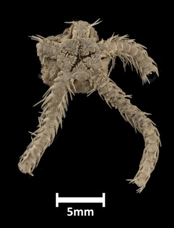 Media type: image;   Invertebrate Zoology OPH-1986 Description: Bottom of brittle star with mouth visible.;  Aspect: ventral